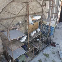 قفس پرنده مرغ عشق و غیر