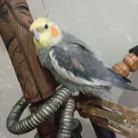 عروس هلندی گمشده|پرنده|شریف‌آباد, |دیوار