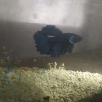 ماهی فایتر نر و ماده|ماهی|مشهد, رضاشهر|دیوار