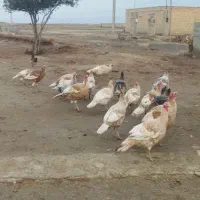 بوقلمون نر|حیوانات مزرعه|گنبد کاووس, |دیوار