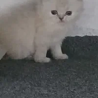 واگذاری گربه نژاد برتیش