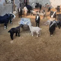 فروش بز و بی