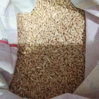 فروش گندم دهدشت بوجاری شده،تمیز و باکیفیت