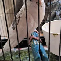 عروس هلندی گمشده