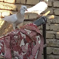 کفتر طوقی|پرنده|جهرم, |دیوار