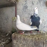 کبوتر|پرنده|مه ولات, |دیوار