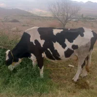 گاو سیمنتال شیری|حیوانات مزرعه|ماهنشان, |دیوار