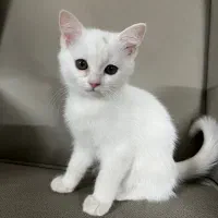 گربه اسکاتیش