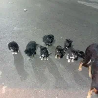 واگذاری 7تا توله یگ1ماه