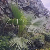 پالم زمینی و یاس هلندی