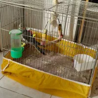 عروس هلندی|پرنده|شاهینشهر, امام حسین|دیوار