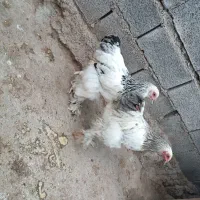 برهما