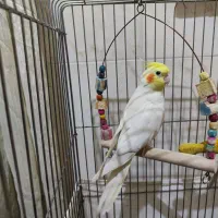 عروس هلندی لوتینو