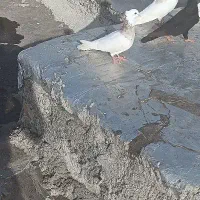 طوقی|پرنده|رامهرمز, |دیوار