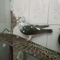 کفتر یا کبوتر