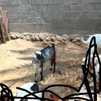 کهره.نر|حیوانات مزرعه|شمیل, |دیوار