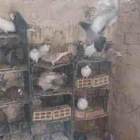 کفتر پرشی نیاز به تعریف نداره|پرنده|رباطکریم, شترخوار|دیوار