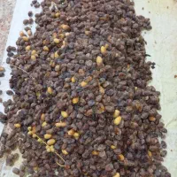 خرمای کبکاب فله ای