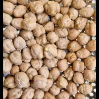 فروش نخود بزر امسال درجه بک دانه درشت