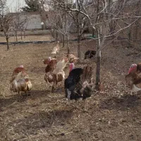 تخم بوقلمون|حیوانات مزرعه|قزوین, |دیوار