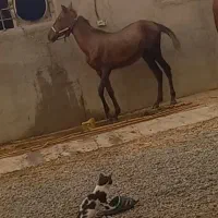 اسب معاوضه با موتور
