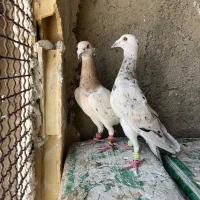 پرنده فروشی