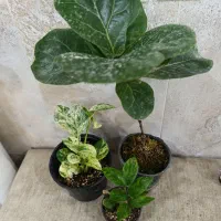 پک گل وگیاه