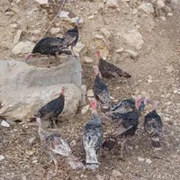 بوغلمون دونه ای ۱۳۰۰