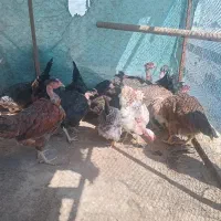 مرغ جوان وسرحال