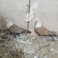 کلاغ کربلایی زرد|پرنده|رادکان, |دیوار