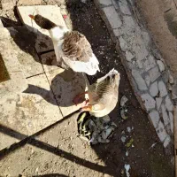 غاز|حیوانات مزرعه|ماکو, |دیوار