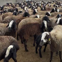 میش اصیل شال همه خاص پسند وعتیقه