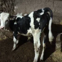 گوساله نر سیمنتال