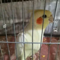 سخنگو و پر حرف