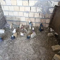 کبوتر پرشی