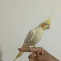 عروسی هلندی نر|پرنده|بیرجند, |دیوار