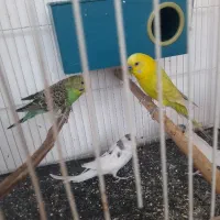 طوطی گرینچیک و مرغ عشق