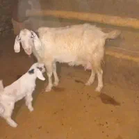 فروش بز و بزغاله