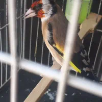 سهره جوجه قفس چهارگل