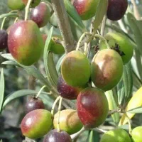 فروش نهال در نهالستان بزرگ آذربایجان|خدمات باغبانی و درختکاری|گرگان, |دیوار