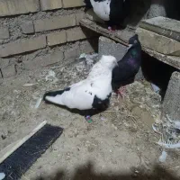 کبوتر،رنگی ۲۰عدد|پرنده|دزفول, |دیوار