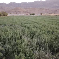 بذر یونجه رنجر|خدمات باغبانی و درختکاری|شیراز, ارم|دیوار