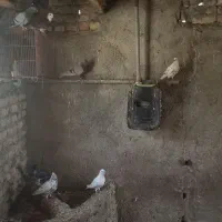 10عدد کبوتر