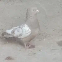 یک عدد کبوتر سینه تمیز