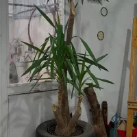 فروش وسایل خانه به دلیل مهاجرت|حراج|بندر گز, |دیوار