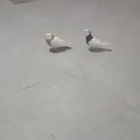 کبوتر طوقی|پرنده|مشهد, نیروی هوایی|دیوار