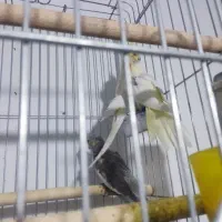 چند جفت عروس هلندی مولد