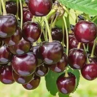 نهال آلبالو مجاری ، بوترمو ، سیگانی ، نهالستان