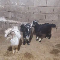 بیگ نر|حیوانات مزرعه|مسجد سلیمان, |دیوار