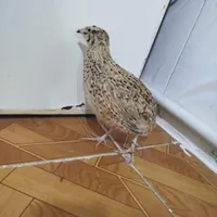 بلدرچین تخم گذار